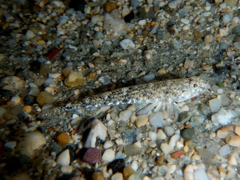 Pomatoschistus marmoratus and P. bathi from Krk